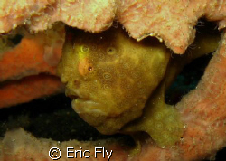 Heres looking at you.  TK 2, Lembeh Strait.  To many frog... by Eric Fly 
